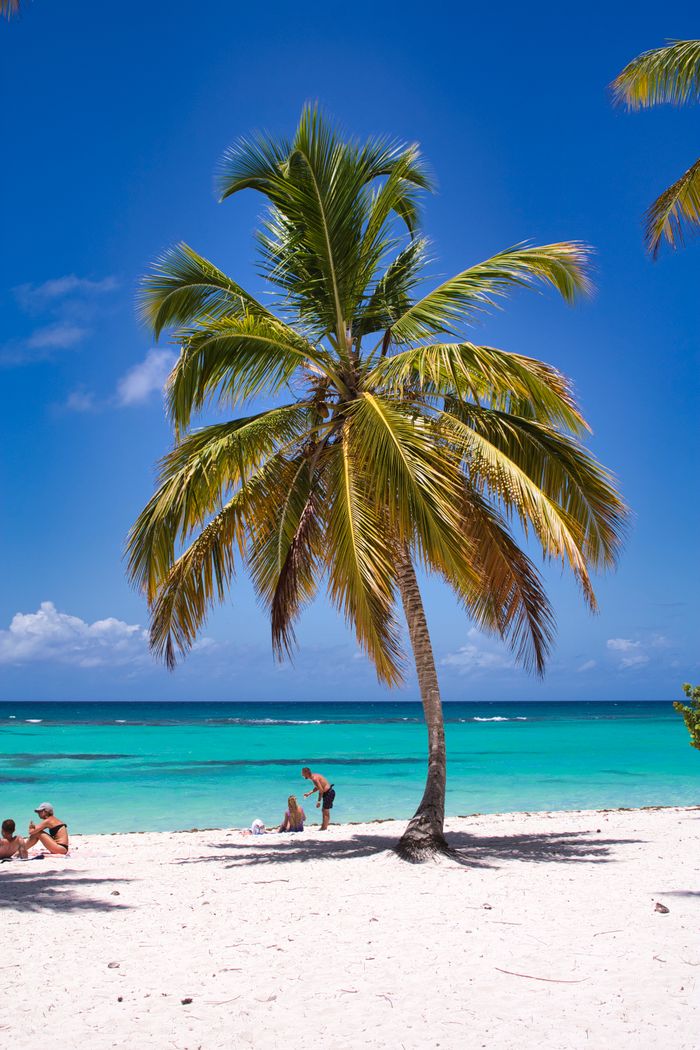 Offerings A stunning tropical beach with a single palm tree and turquoise waters, perfect for summer relaxation.