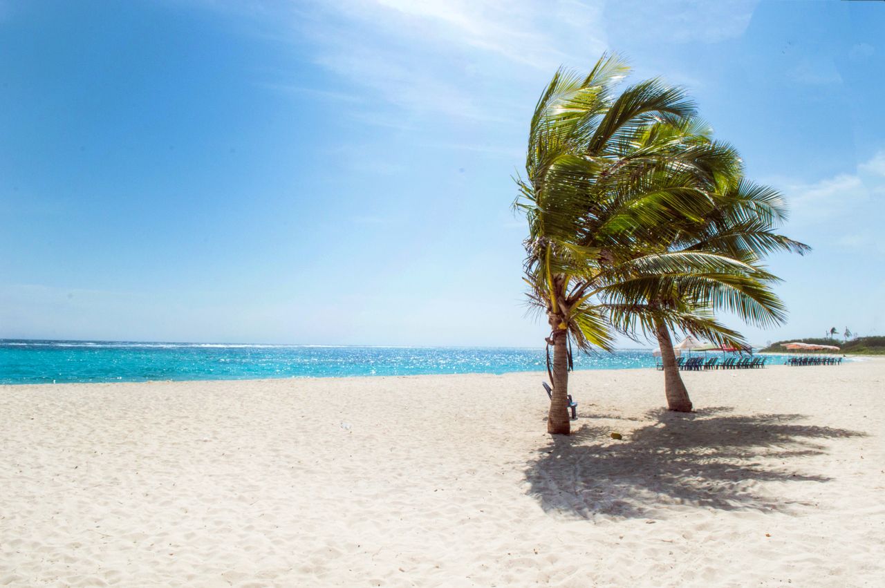 Offerings Serene tropical beach scene in La Luisa, Venezuela, featuring palm trees and clear blue waters.