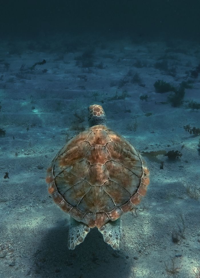 Offerings A sea turtle swims gracefully underwater in the depths of Guadeloupe's marine environment.