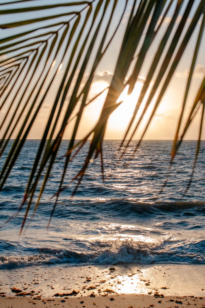 Offerings Stunning sunset view through palm leaves on a beach in João Pessoa, Brazil.