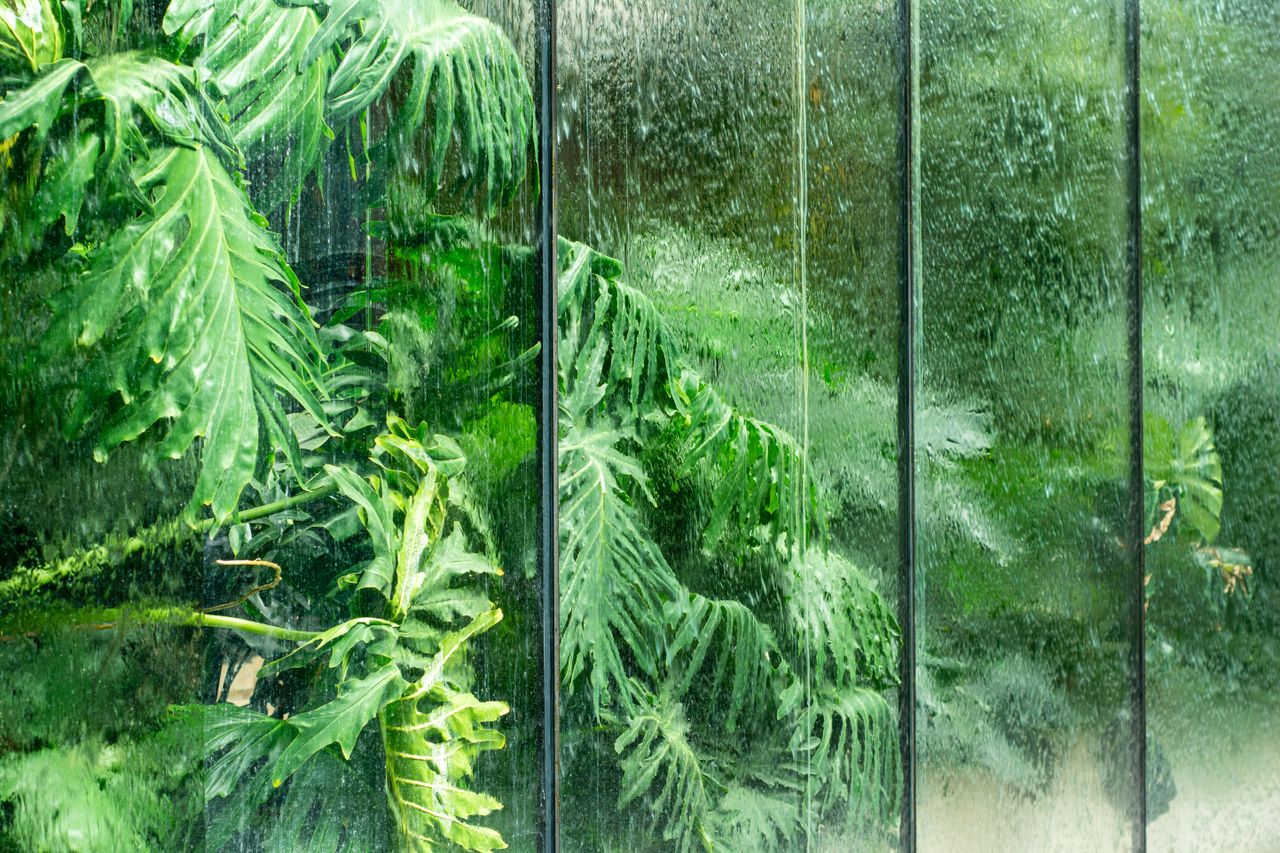 Home Lush green tropical leaves behind a wet glass window in a greenhouse setting.