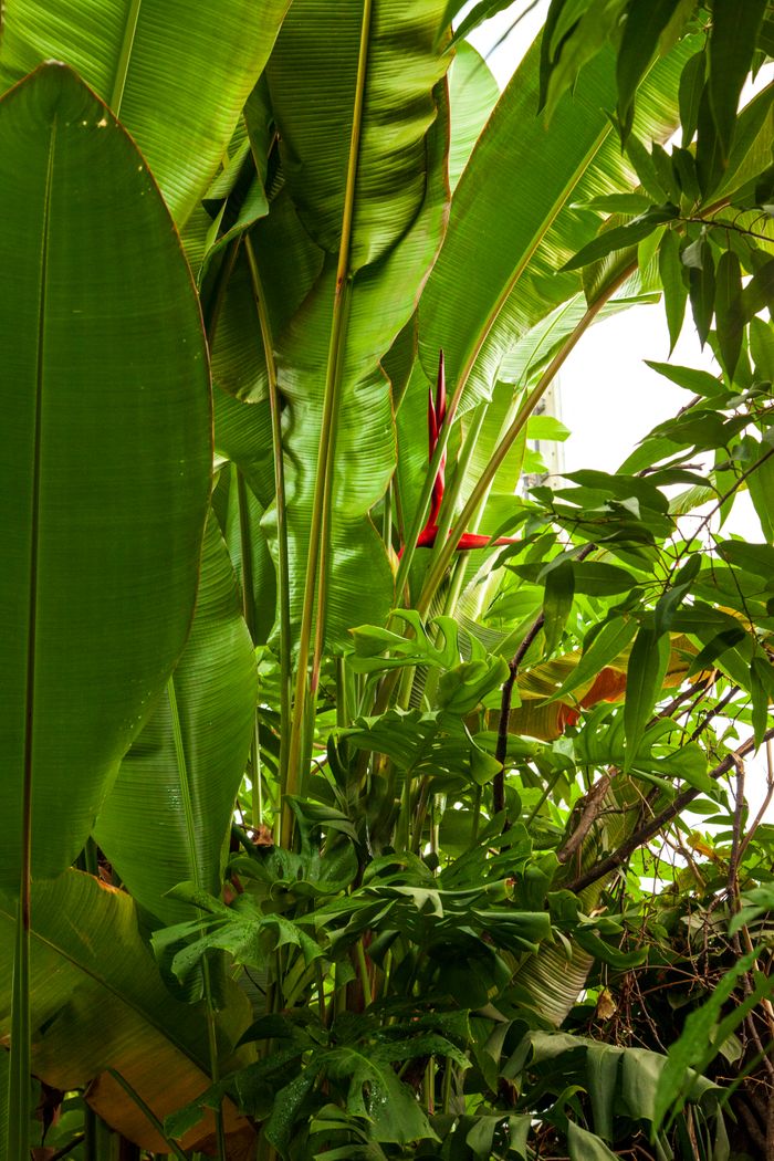 Home Vibrant tropical plant scene featuring lush green banana leaves and red Heliconia flower.