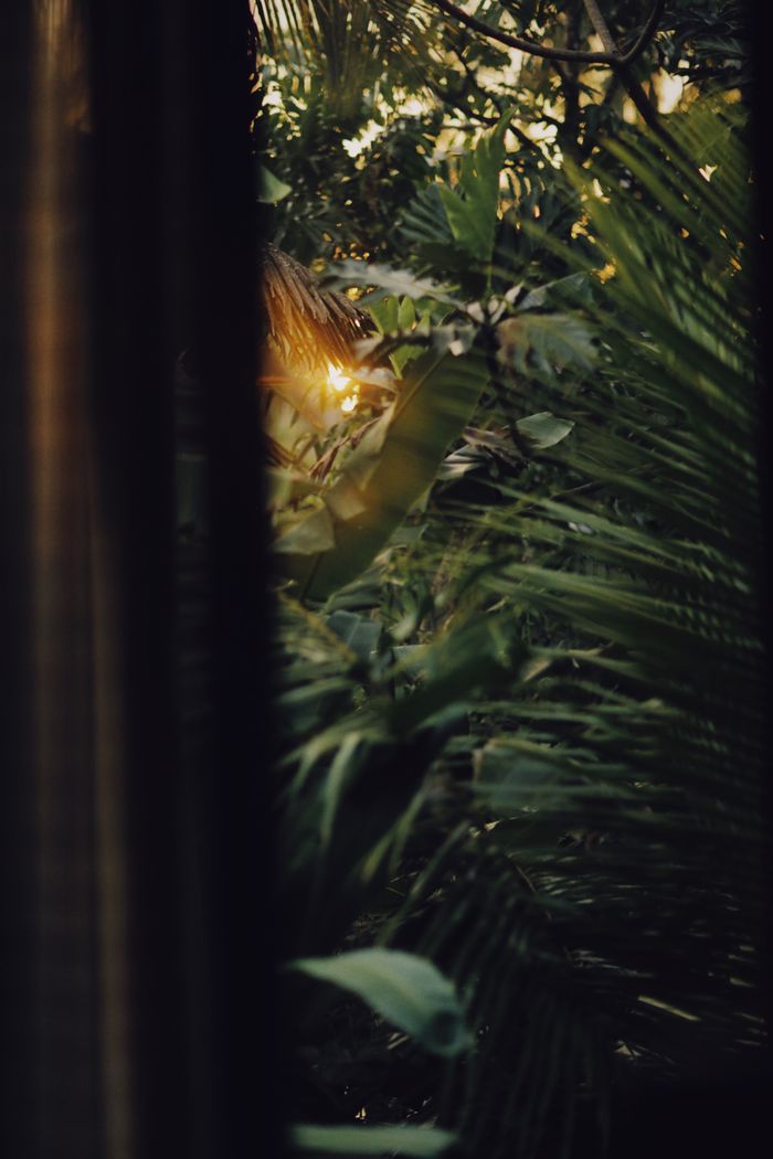 Home Capture the serene beauty of lush greenery with sunlight filtering through dense jungle foliage.
